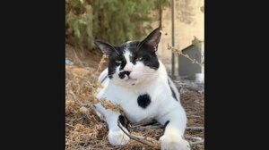 Χανιά: Η viral γάτα που έγινε τοποθεσία στο Google Maps και λατρεύεται σαν... Θεός στο TikTok 