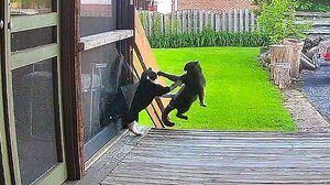 Γάτος-φύλακας σπιτιού ορμά να υπερασπιστεί τον χώρο του