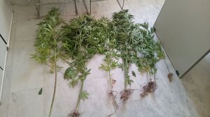 Χανιά: Σύλληψη 50χρονου για καλλιέργεια δενδρυλλίων κάνναβης