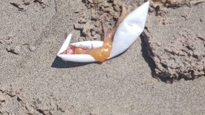 Ποιος χάλασε τη φωλιά της καρέτα καρέτα στα Φαλάσαρνα;