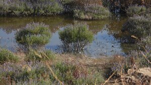 Καλαμοκανάδες: Όχι ένα αλλά δύο ζευγάρια από αυτό το πανέμορφο πτηνό επέλεξαν την Κρήτη για την αναπαραγωγή τους!