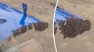 Καθυστέρυση πτήσης λόγω ... σμήνους μελισσών