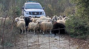 Γ. Πικράκης για σκάνδαλο ΟΠΕΚΕΠΕ και ΕΛ.ΑΣ: γιατί κατάργησαν τη διάταξη «παγώματος» των επιδοτήσεων;