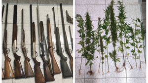 Λασίθι: Καλλιεργούσε κάνναβη δίπλα απ’ το… οπλοστάσιό του!