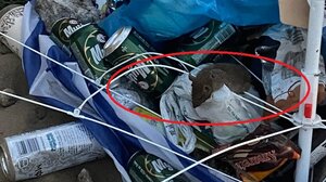 Ο σωρός από σκουπίδια στην παραλία, οι αρουραίοι και η αγανάκτηση των λουόμενων!