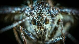 Το πιο φονικό ζώο του κόσμου σκοτώνει 1.000.000 ανθρώπους ετησίως και δεν είναι αυτό που νομίζεις