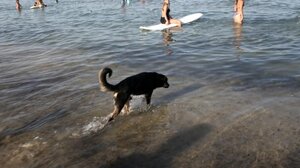 Καύσωνας: Πώς να κρατήσετε δροσερά τα ζώα - από γάτες έως άλογα