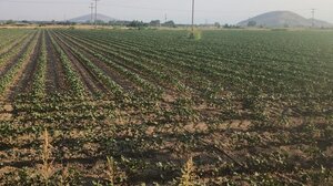 Η ερημοποίηση είναι ήδη εδώ: Σοκαριστική προειδοποίηση για το μέλλον της Ελλάδας