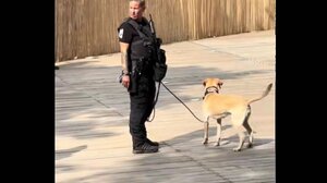 Tomorrowland 2025: Δεκάδες συλλήψεις θεατών για ναρκωτικά με τη βοήθεια αστυνομικών σκύλων