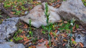 Ανακαλύψτε το κρητικό Κεφαλάνθηρο!