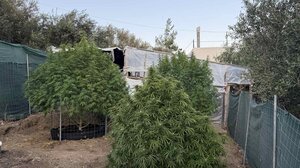 Στο θερμοκήπιο καλλιεργούσαν... ινδική κάνναβη! Φωτογραφίες 