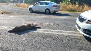 Τροχαίο στη Λαμία: Αγριογούρουνο χτύπησε φορτηγό - Νεκρό το ζώο