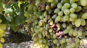 Μετρούν πληγές οι αμπελουργοί στο Ηράκλειο!