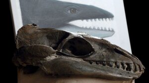 Αυστραλία: Ανακαλύφθηκε προϊστορική φάλαινα 26 εκατ. ετών