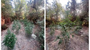Δύο φυτείες δενδρυλλίων κάνναβης εντοπίστηκαν στον Μυλοπόταμο