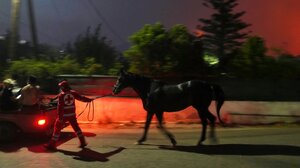 Διάσωση αλόγου από το πύρινο μέτωπο στην Ανατολική Αττική - Βίντεο