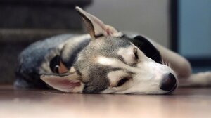 Κακοποίησες ζώο; Τέλος η άδεια οπλοφορίας-οπλοκατοχής