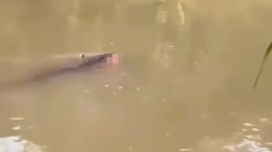 Ινδονησία: 53χρονος βρήκε φρικτό θάνατο - Τον άρπαξε κροκόδειλος σε ποτάμι