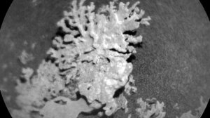 Η NASA εντόπισε «κοράλλι» δισεκατομμυρίων ετών στον Άρη