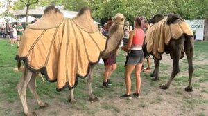 Έβγαλαν καμήλες στους δρόμους της Βουδαπέστης σε μια κινητοποίηση ευαισθητοποίησης για την ξηρασία