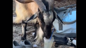 Κατσίκα πίνει… μοχίτο σε παραλία της Κρήτης και γίνεται viral!