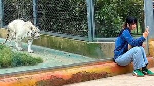 Λευκή τίγρης έτοιμη να επιτεθεί σε κορίτσι