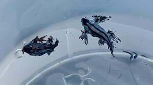 Ισπανία: Τι είναι ο μπλε δράκος που έβαλε "λουκέτο" σε παραλία 11 χιλιομέτρων