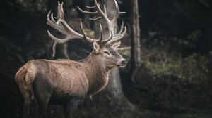 Φινλανδία: Οι τάρανδοι θύματα του κύματος ζέστης