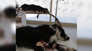 Άτλας, ο σκύλος - δότης που χάρισε ζωή στον φίλο του