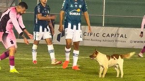 Απίθανος σκυλάκος κλέβει την παράσταση σε ποδοσφαιρικό αγώνα - Βίντεο