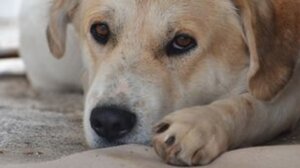 Άγιος Νικόλαος: Συνελήφθη για παθητική κακοποίηση του σκύλου του