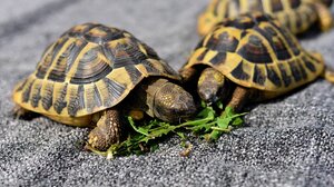 Αντιμέτωπος με φυλάκιση Κινέζος που είχε εξαγάγει 850 χελώνες μέσα σε κάλτσες 