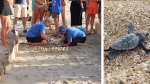 Γιατί δαγκώνουν οι θαλάσσιες χελώνες τους λουόμενους – Τι λένε οι ειδικοί