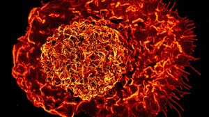 Ερευνητές δημιούργησαν συνθετική πρωτεΐνη που βοηθά το σώμα να απομακρύνει επιβλαβή κύτταρα