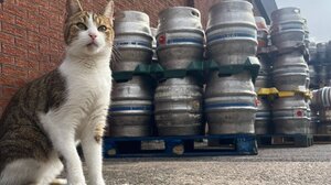 Γάτος το «σκάει» από το σπίτι του για δεύτερη φορά και διανύει 50 χιλιόμετρα για να πάει σε μια παμπ!