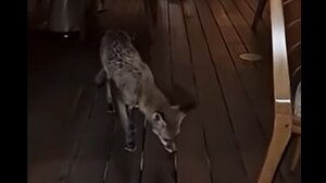 Αλεπού επισκέφθηκε εστιατόριο της Γλυφάδας για να βρει φαγητό - Δείτε βίντεο