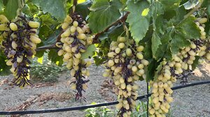 Κι εκεί που όλοι μιλούσαν για μία καλή χρονιά... ξεραμένα τα αμπέλια!