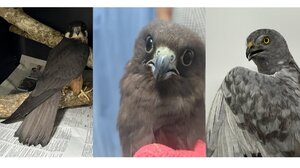 "Καταφύγιο" στο ΑΝΙΜΑ για τα άγρια πτηνά που βρέθηκαν τραυματισμένα στην Κρήτη