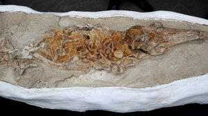 Περού: Ανακαλύφθηκε απολίθωμα δελφινιού ηλικίας 12 εκατομμυρίων ετών 