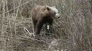Τρόμος στην Ιαπωνία: Στρατιώτες με πανοπλίες κυνηγούν αρκούδες - Κινδυνεύουν ολόκληρες πόλεις