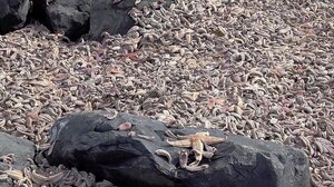 Απίστευτο φαινόμενο: Χιλιάδες αστερίες ξεβράστηκαν σε Σκωτσέζικη ακτή