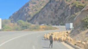 ΒΟΑΚ: Πρόβατα στο δρόμο, κίνδυνος για τους οδηγούς! (βίντεο)