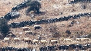 Μοίρες: προπηλακισμούς καταγγέλλει κλιμάκιο του ΟΠΕΚΕΠΕ κατά τον έλεγχο κτηνοτρόφων