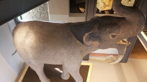 ΜΦΙΚ: Ένα δεινοθήριο καλωσορίζει τους επισκέπτες του Μουσείου που πάνε… στο βουνό!