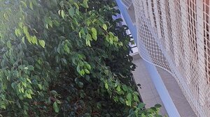 Απέλπιδες προσπάθειες για ένα κλάδεμα δέντρου!