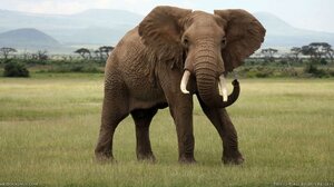 Ανασκαφές στην Καισάρεια έφεραν στην επιφάνεια κρανία ελεφάντων ηλικίας 7,7 εκατ. ετών