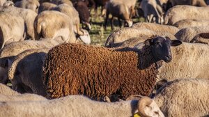 Ενισχύονται οι έλεγχοι και τα μέτρα για την ευλογιά των αιγοπροβάτων