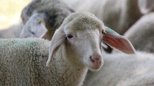 Ευλογιά αιγοπροβάτων: Επιπλέον 50 εκ. ευρώ σε κτηνοτρόφους για αποζημιώσεις και απώλεια εισοδήματος 