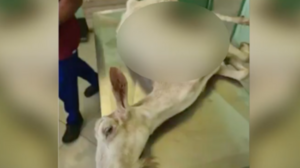 Κτηνωδία στα Κρέστενα: Πέταξαν ζωντανή στα σκουπίδια ακρωτηριασμένη κατσίκα