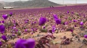Όταν η έρημος ανθίζει: Το σπάνιο φαινόμενο που μαγεύει τη Χιλή